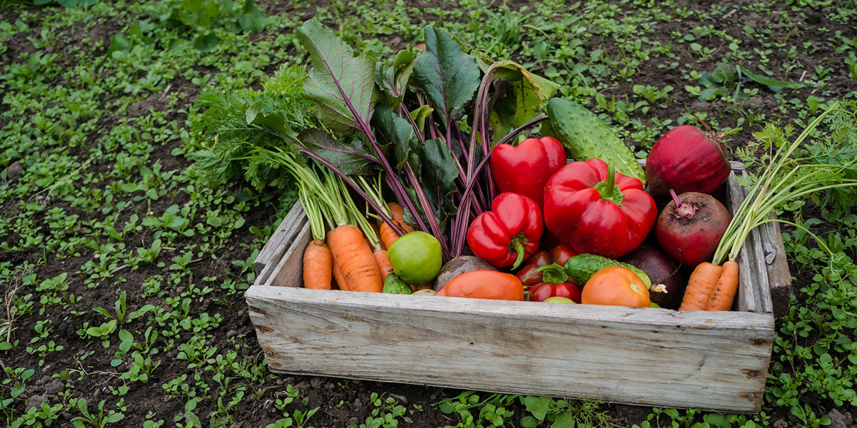 Cute dog wrapped in a blanket
